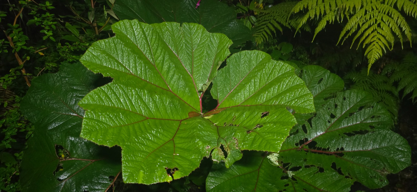 Fauna del Poás